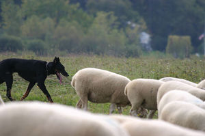 How to enlarge ur penishow to enlarge ur penis 1374.jpg