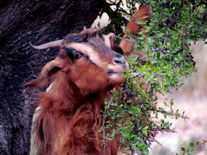 Moroccan argan oil shampoo review 4321.jpg